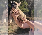 Small Photo #7 French Bulldog Puppy For Sale in NEVADA CITY, CA, USA