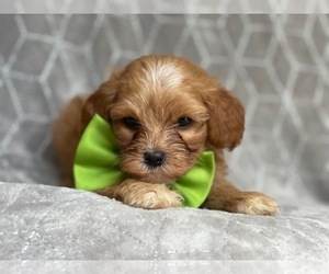 Cavapoo-Poodle (Miniature) Mix Puppy for sale in LAKELAND, FL, USA