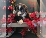 Puppy BLITZEN Australian Shepherd