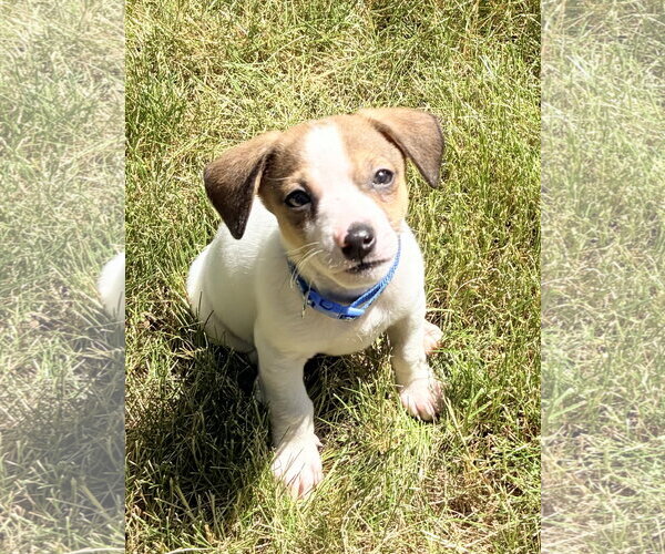 Medium Photo #5 Mutt Puppy For Sale in Plainfield, IL, USA