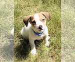 Small #4 Mutt