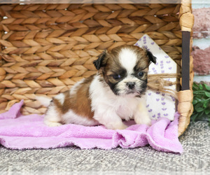 Shih Tzu Puppy for sale in SYRACUSE, IN, USA