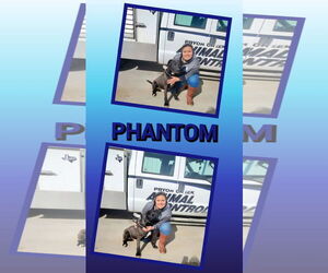American Pit Bull Terrier-Labrador Retriever Mix Dogs for adoption in Pryor, OK, USA