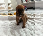 Small Retriever  Mix