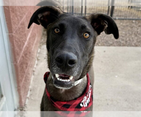 Medium Photo #1 Greyhound-Unknown Mix Puppy For Sale in Pueblo, CO, USA