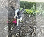 Small #4 Boston Terrier