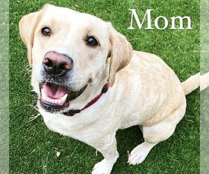 Mother of the Goldendoodle-Labrador Retriever Mix puppies born on 04/18/2025