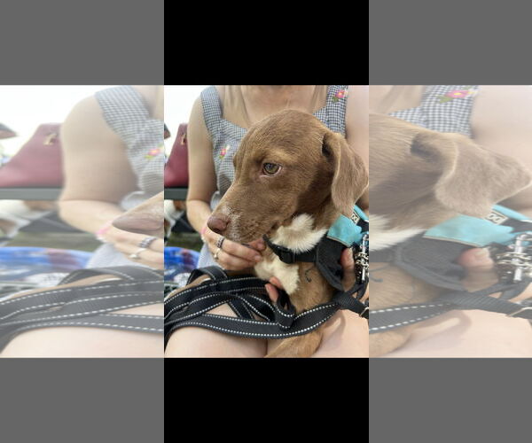 Medium Photo #3 - Mix Puppy For Sale in NYC, NY, USA