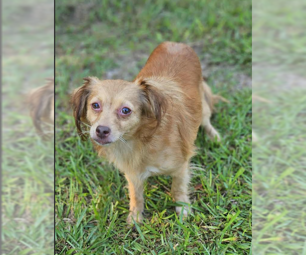 Medium Photo #1 Chihuahua-Unknown Mix Puppy For Sale in Cranston, RI, USA
