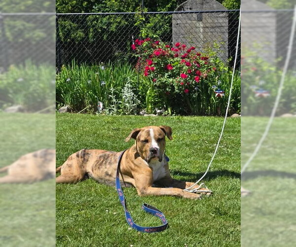 Medium Photo #22 Catahoula Leopard Dog-Unknown Mix Puppy For Sale in Sayreville, NJ, NJ, USA