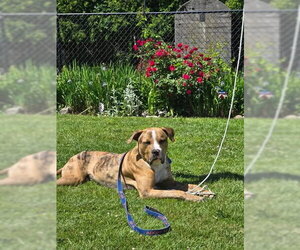 Moose - Male Catahoula Leopard Dog-Unknown Mix Dog for Adoption - Photo #22