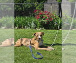 Small #21 Catahoula Leopard Dog Mix