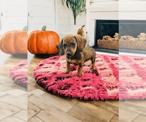 Dachshund Puppy for sale in SAINT LOUIS, MO, USA