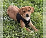 Small #9 Beagle Mix