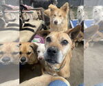Small #2 American Pit Bull Terrier Mix