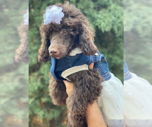Medium Photo #14 Poodle (Toy) Puppy For Sale in PALO ALTO, CA, USA