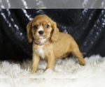 Small #1 Cavalier King Charles Spaniel
