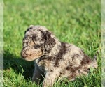Small #7 Goldendoodle