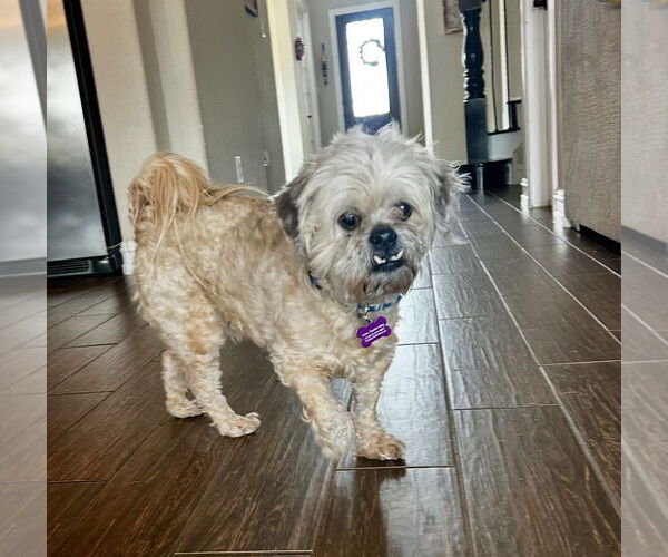 Medium Photo #5 Shih Tzu-Unknown Mix Puppy For Sale in Euless, TX, USA