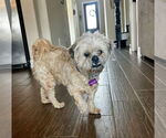 Small #4 Shih Tzu Mix