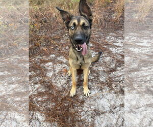 Gerberian Shepsky Dogs for adoption in La Grange , NC, USA