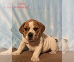 Small Photo #12 Beabull Puppy For Sale in FRESNO, OH, USA