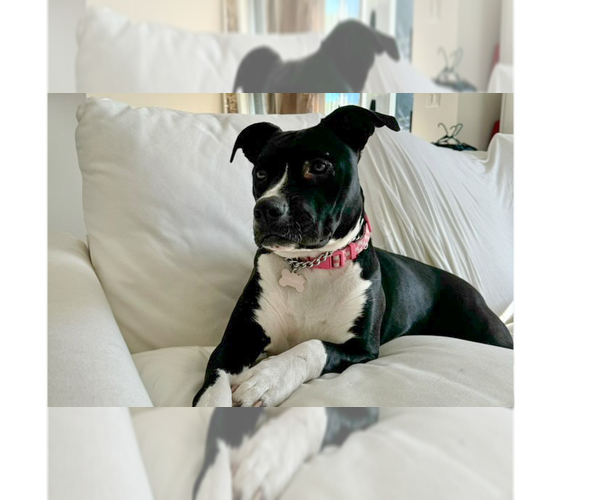 Medium Photo #11 American Pit Bull Terrier-Labrador Retriever Mix Puppy For Sale in Dana Point, CA, USA