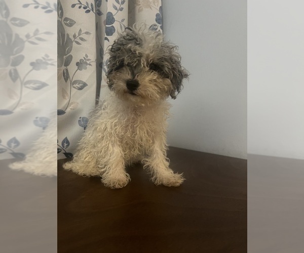 Medium Photo #27 Poodle (Miniature) Puppy For Sale in DURHAM, CT, USA