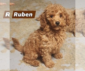 Poodle (Miniature) Puppy for sale in RICHMOND, MO, USA