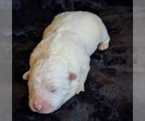 Samoyed Puppy for sale in WITHEE, WI, USA