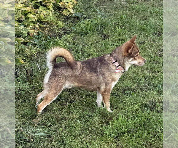 Medium Photo #6 Siberian Husky-Unknown Mix Puppy For Sale in Boston, MA, USA