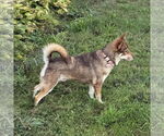 Small #5 Siberian Husky Mix