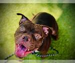 Small #2 American Bulldog Mix