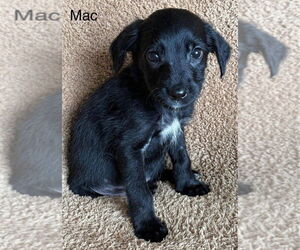 Labrador Retriever-Unknown Mix Dogs for adoption in Aurora, IN, USA