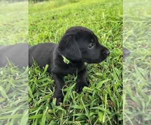 Labrador Retriever Puppy for sale in AMHERST, VA, USA
