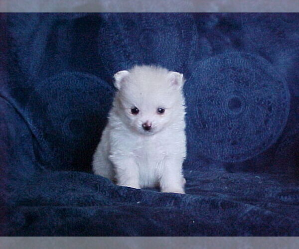 Medium Photo #3 Pomeranian Puppy For Sale in APPLE VALLEY, CA, USA