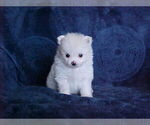 Small #2 Pomeranian