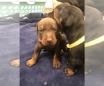Small Photo #13 Doberman Pinscher Puppy For Sale in MACUNGIE, PA, USA