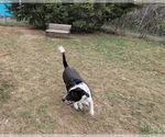 Small #7 Labrador Retriever-Red Heeler Mix
