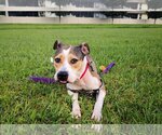 Small Photo #12 Catahoula Leopard Dog-Unknown Mix Puppy For Sale in Sanford, FL, USA
