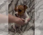 Small #1 Jack Russell Terrier