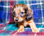 Small #7 Dachshund