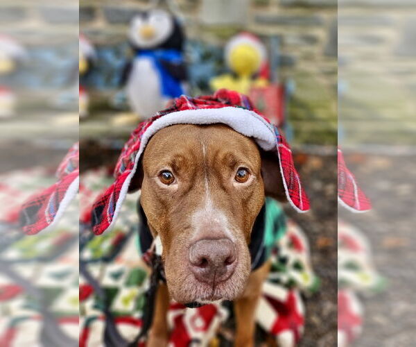 Medium Photo #19 Mutt Puppy For Sale in Mount Laurel, NJ, USA