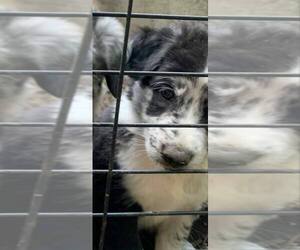 Medium Border-Aussie