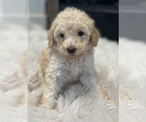 Goldendoodle-Poodle (Miniature) Mix Puppy for sale in SHINER, TX, USA