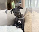 Small #5 Bulldog Mix