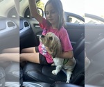 Small Photo #1 ShihPoo Puppy For Sale in MEAD, CO, USA