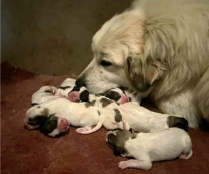 Mother of the Great Pyrenees puppies born on 10/13/2022