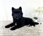 Small #3 Pomsky
