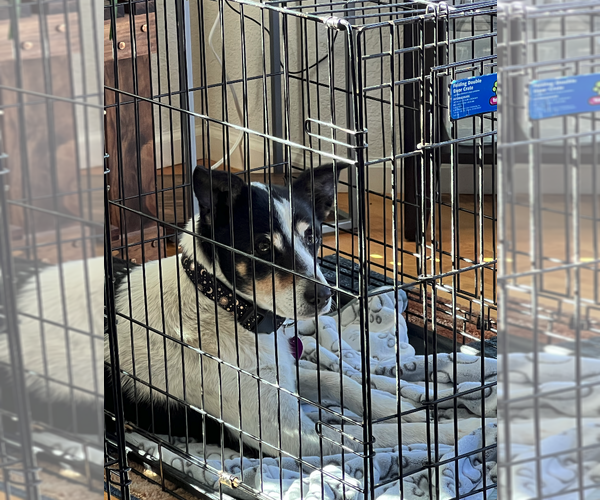 Medium Photo #6 German Shepherd Dog-Great Pyrenees Mix Puppy For Sale in Aurora, CO, USA